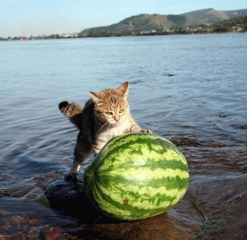 Click image for larger version

Name:	cat_pushing_watermelon.jpg
Views:	1496
Size:	73.7 KB
ID:	436005
