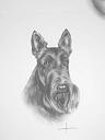Click image for larger version

Name:	Mafioso Scottisch Terrier.jpg
Views:	244
Size:	20.4 KB
ID:	303864