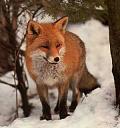 Click image for larger version

Name:	Fuchs.jpg
Views:	207
Size:	11.8 KB
ID:	304266