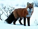 Click image for larger version

Name:	Fuchs.Winter.jpg
Views:	122
Size:	64.1 KB
ID:	304273