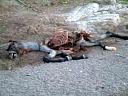 Click image for larger version

Name:	Dead Horse.JPG
Views:	156
Size:	46.2 KB
ID:	305718